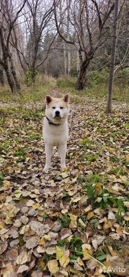 Кобель для вязки