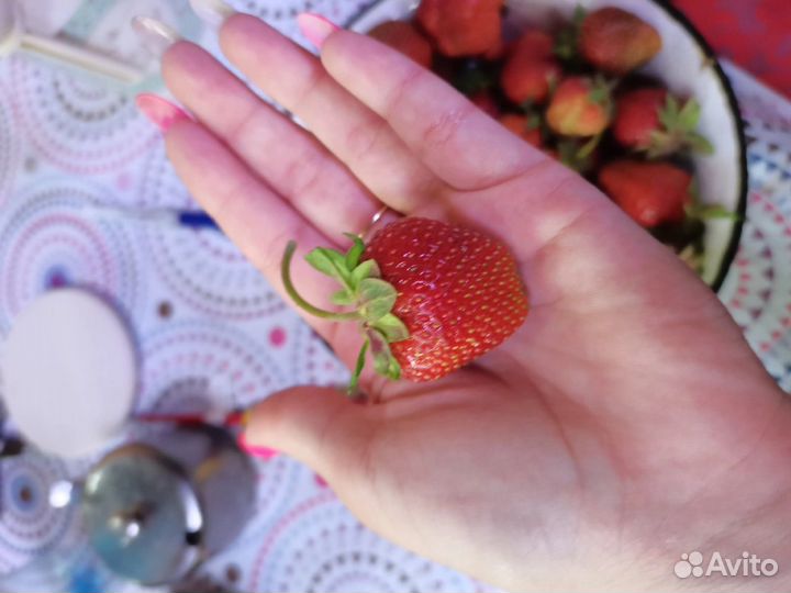 Рассада клубники