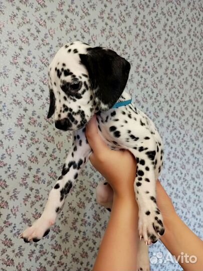 Щенки далматина