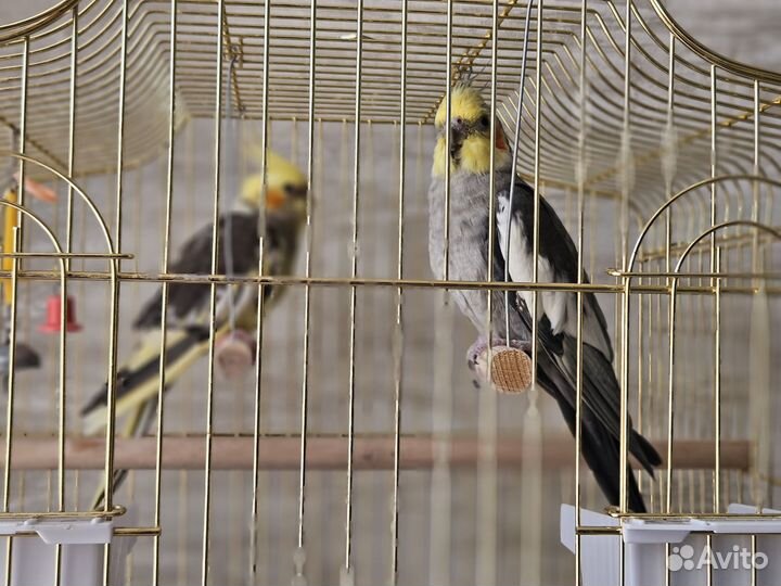 Попугаи корелла с клеткой