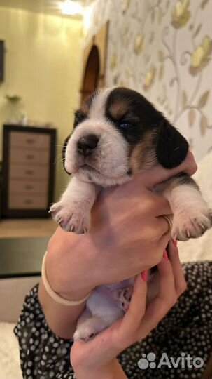 Щенки бигль