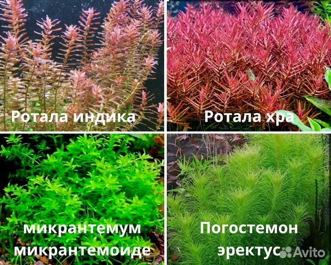 Аквариумные растения