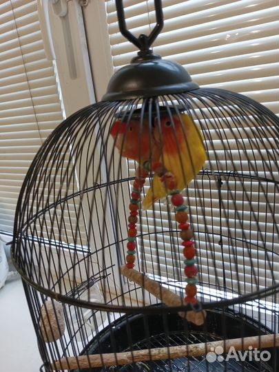 Попугаи-неразлучники