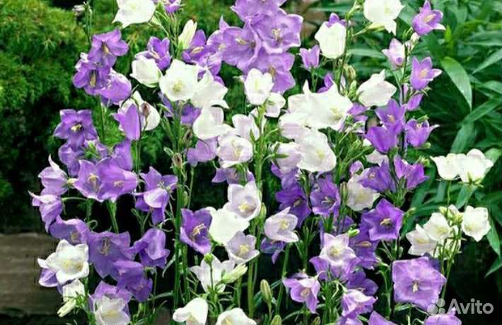 Колокольчик садовый