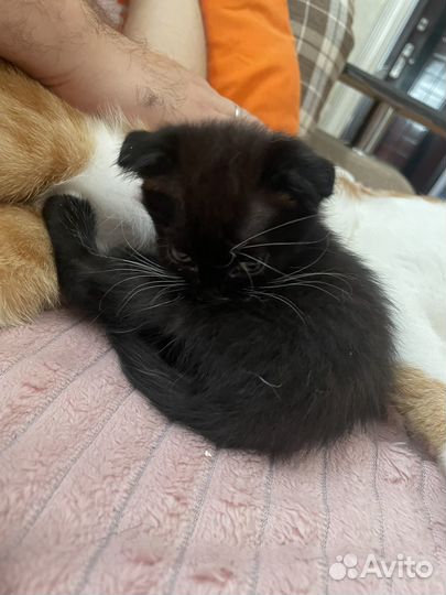 Котятки в добрые руки