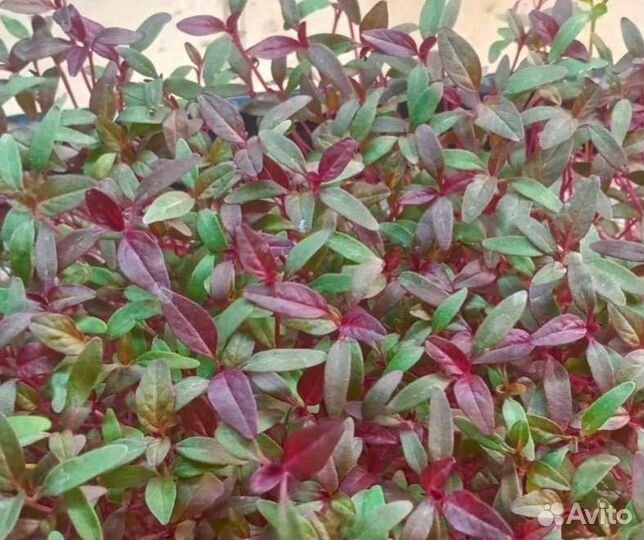 Набор для выращивания микрозелени