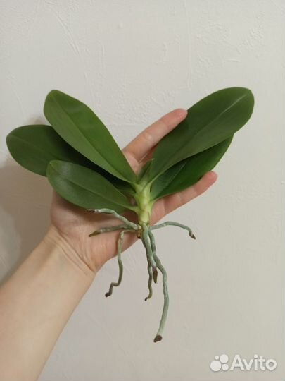 Орхидея Джулия, Black Pearl