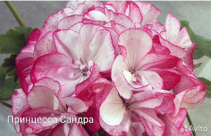 Сортовые пеларгонии более 80 сортов