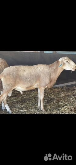 Овцы Дорпер Катумские ягнята