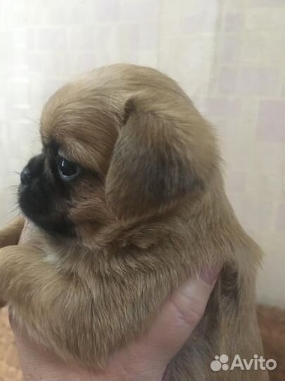 Щенки пти брабансона