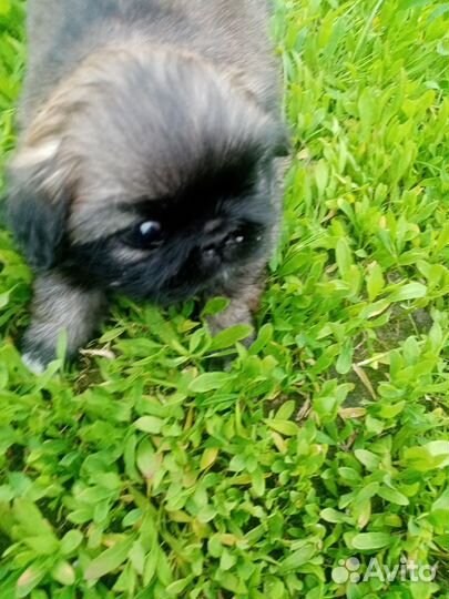 Щенки пекинеса