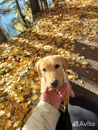 Лабрадор ретривер