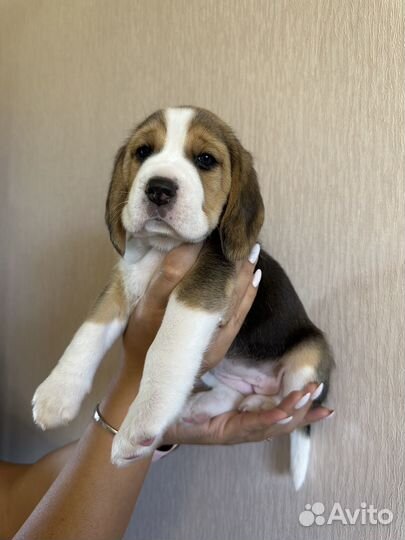 Щенки бигль