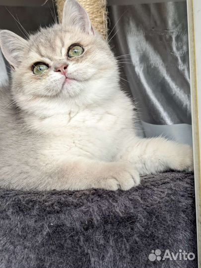 Котёнок британской шиншиллы Ay 11