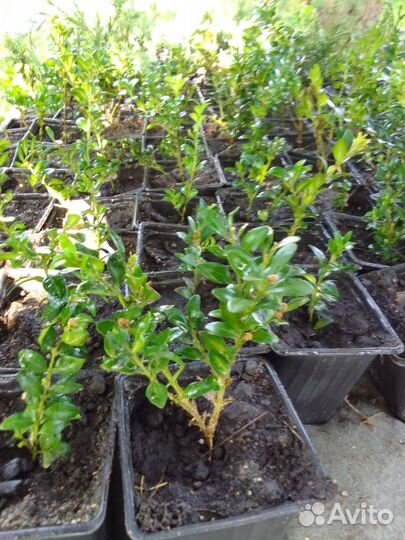 Саженцы самшита