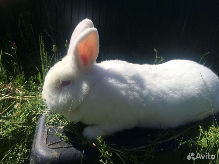 Продам кроликов