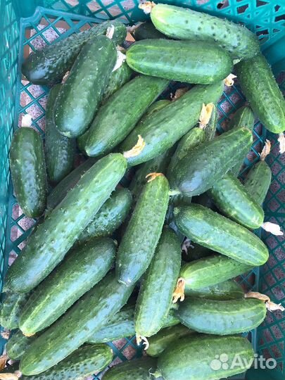 Домашние овощи. Куриные яйца домашние