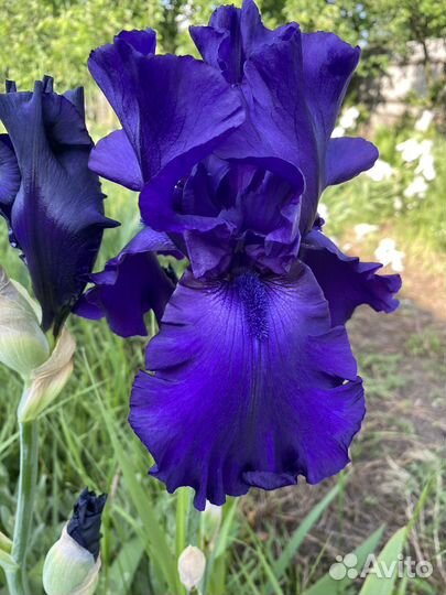 Ирисы сортовые, бадан широколистный
