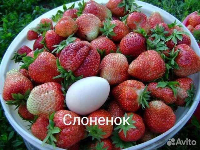 Рассада клубники