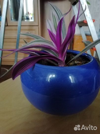 Традесканция пурпурная флейм и традесканция