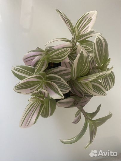 Традесканция