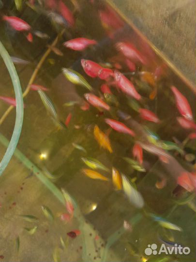 Аквариумные рыбки петушок гуппи и тд