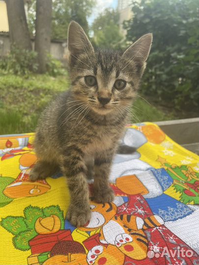 Ручной котенок мальчик 1,5 мес