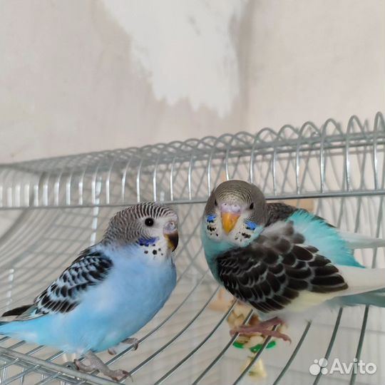 Волнистый попугай