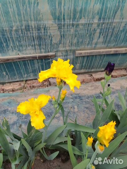 Ирисы бородатые