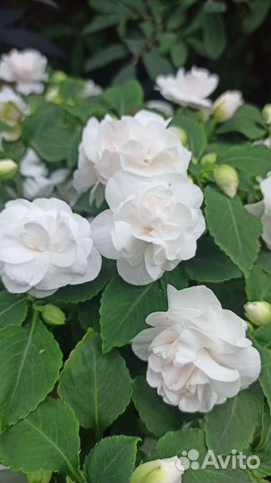 Бальзамин махровый