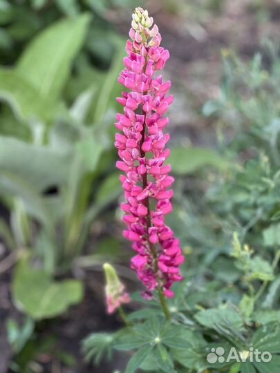 Садовые цветы и кустарники