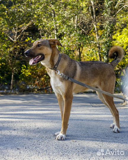 Собака в добрые руки отдам бесплатно
