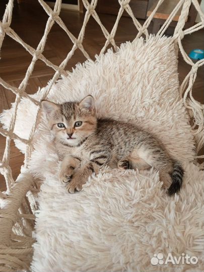 Котенок бесплатно
