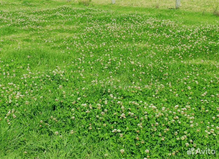 Белый Клевер Калуга