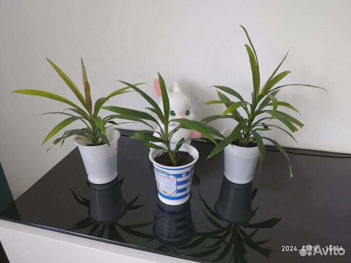 Пальма драцена