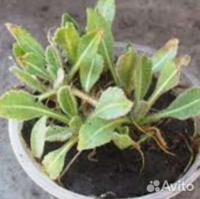 Гайлардия остийстая