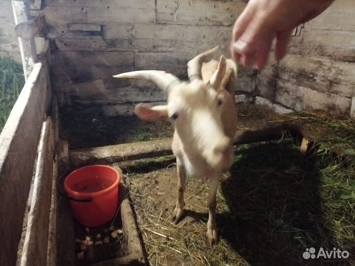 Коза дойная