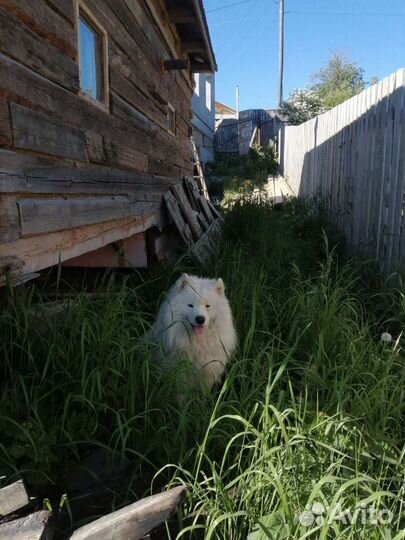 Самоед для вязки