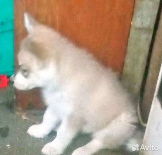 Полу хаски девочк 2месяца