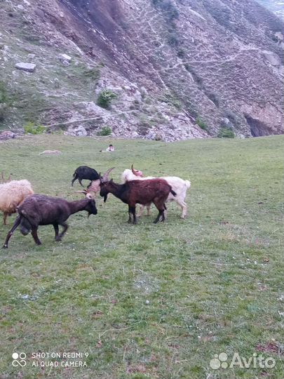 Козы с козлятами