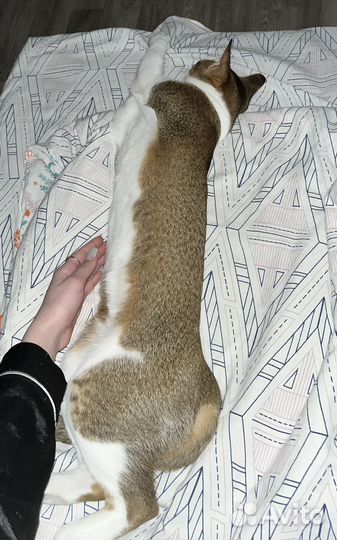 Кот абиссинец