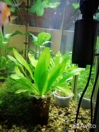 Аквариумные растения и рыбки