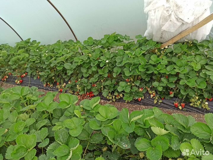 Рассада клубники Априка