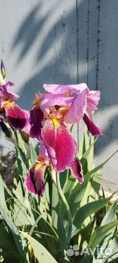 Ирисы и другие растения