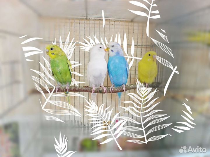 Попугай корелла, волнистики, мышки