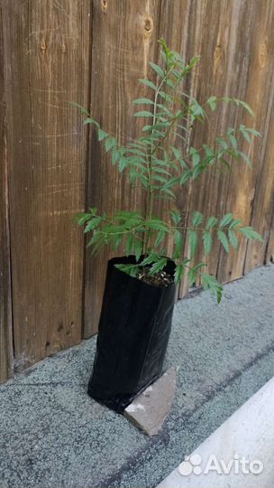 Чекалкин орех