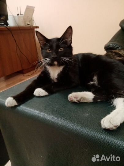 В добрые руки