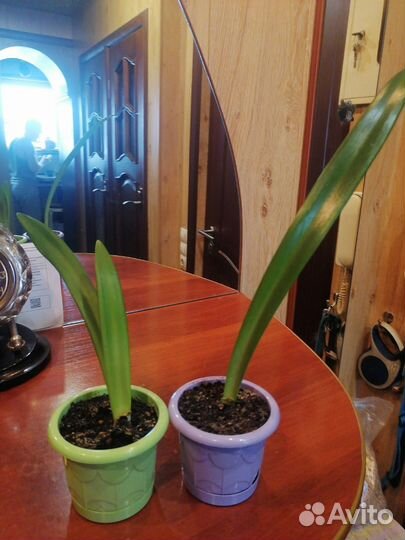 Гиппеаструм амариллис