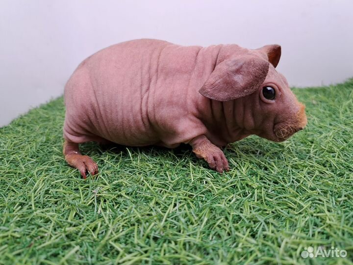 Девочки свинка скинни