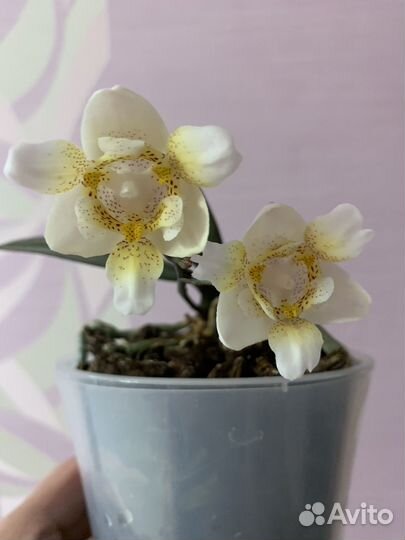 Орхидея фаленопсис